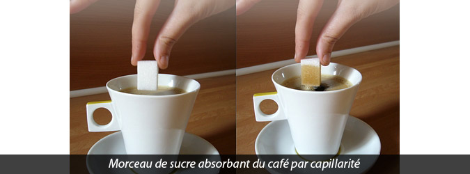 morceau de sucre absorbant du café par capillarité